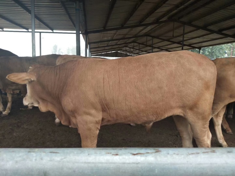 牛犊改良肉牛犊多元杂交肉牛犊，产地直发，自由挑选包送到家