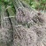 红榉树小苗江西榉树苗苗场直发量大从优欢迎咨询