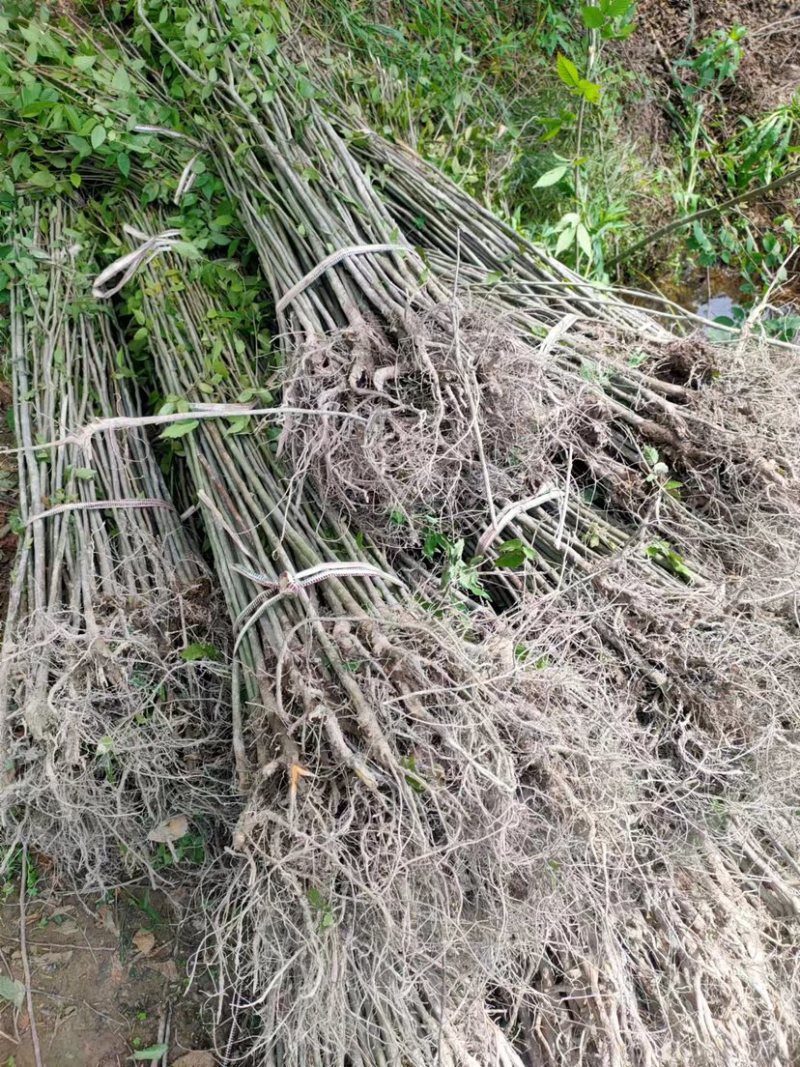 红榉树小苗江西榉树苗苗场直发量大从优欢迎咨询