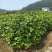 马褂木树苗江西马褂木小苗基地直发量大从优欢迎咨询