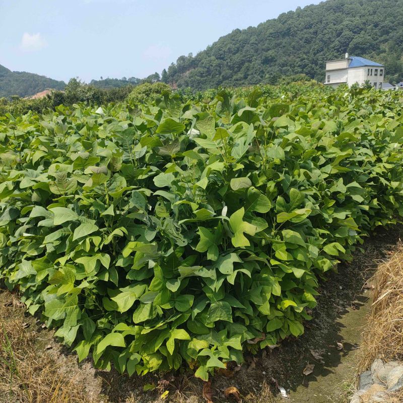 马褂木树苗江西马褂木小苗基地直发量大从优欢迎咨询