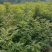 黄连木树苗江西黄连木树小苗大量供应可视频看货
