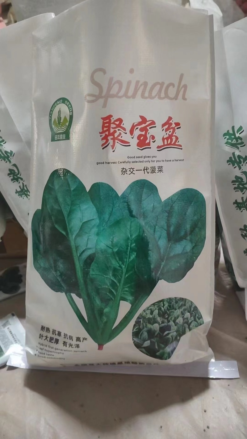 菠菜种子春秋菠菜种子叶片宽大肥厚耐寒耐热菠菜种子