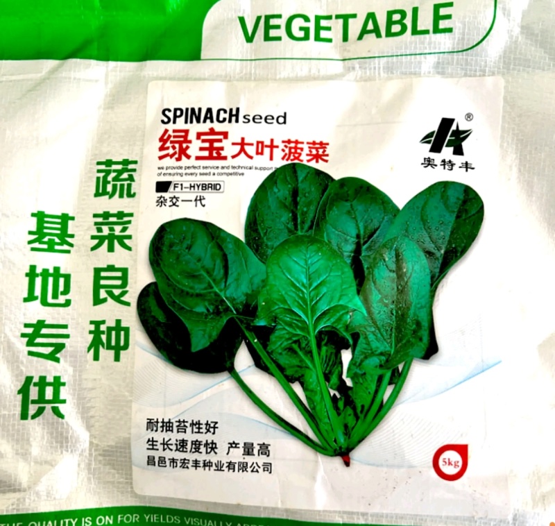 菠菜种子春秋菠菜种子叶片宽大肥厚耐寒耐热菠菜种子