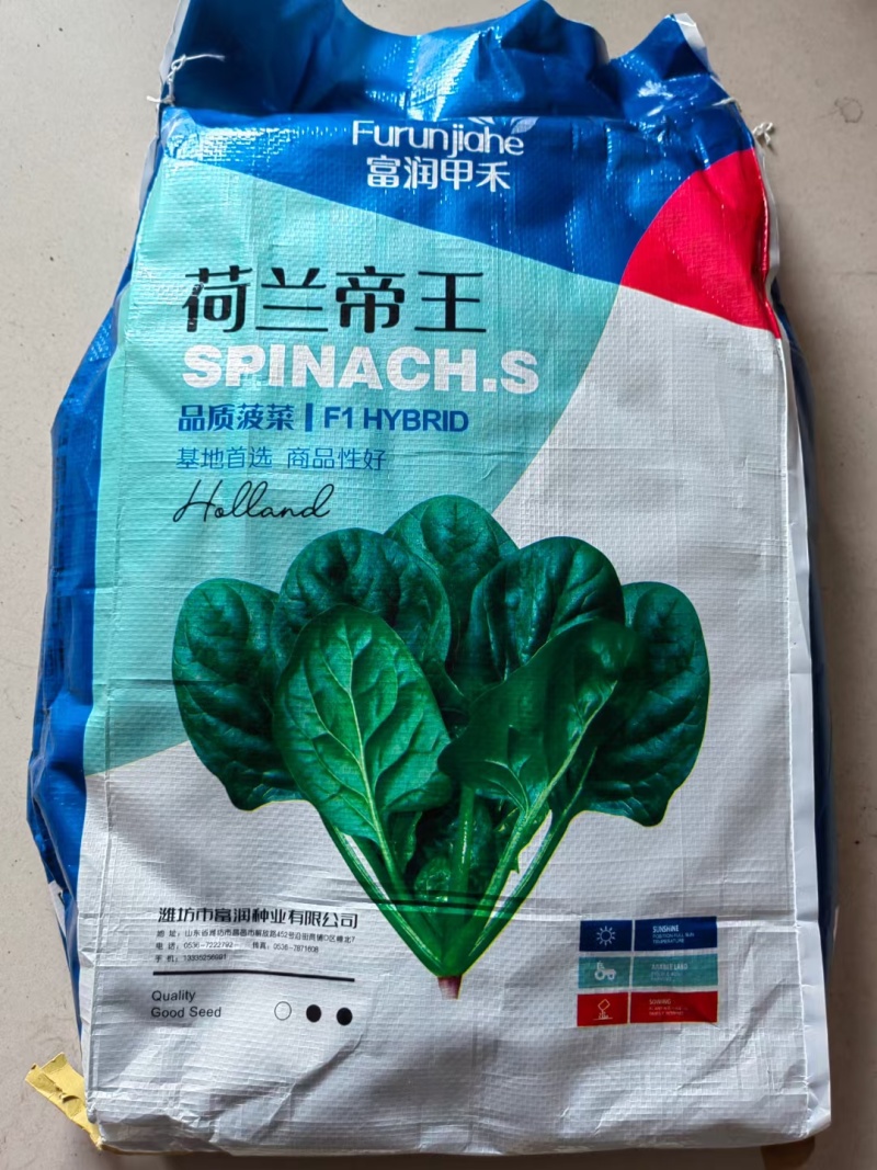 菠菜种子春秋菠菜种子叶片宽大肥厚耐寒耐热菠菜种子