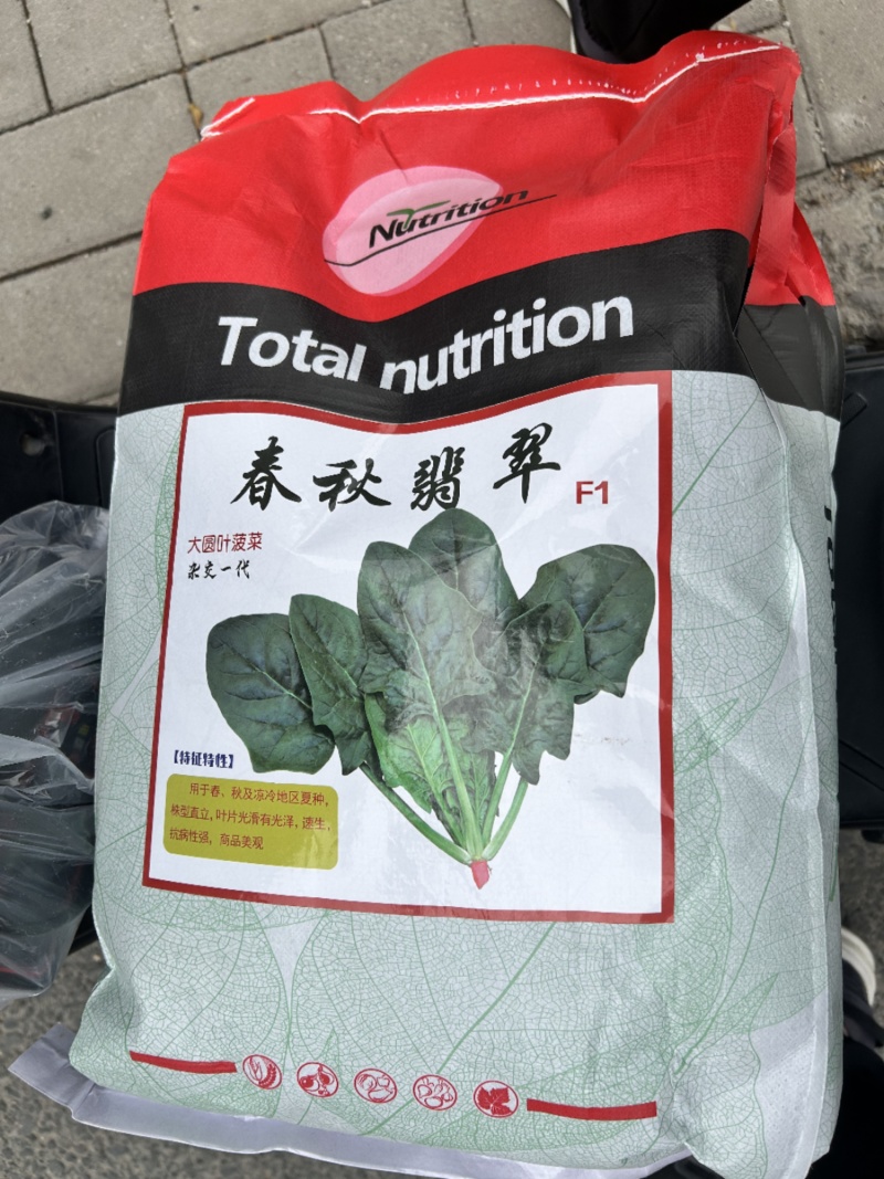 菠菜种子春秋菠菜种子叶片宽大肥厚耐寒耐热菠菜种子