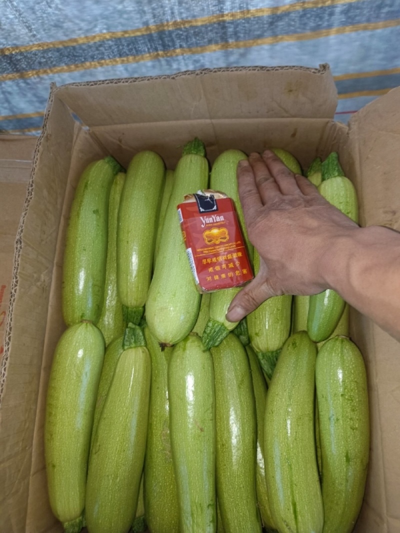 甘肃天水西葫芦-绿皮西葫芦自产自销大量供货对接全国市场