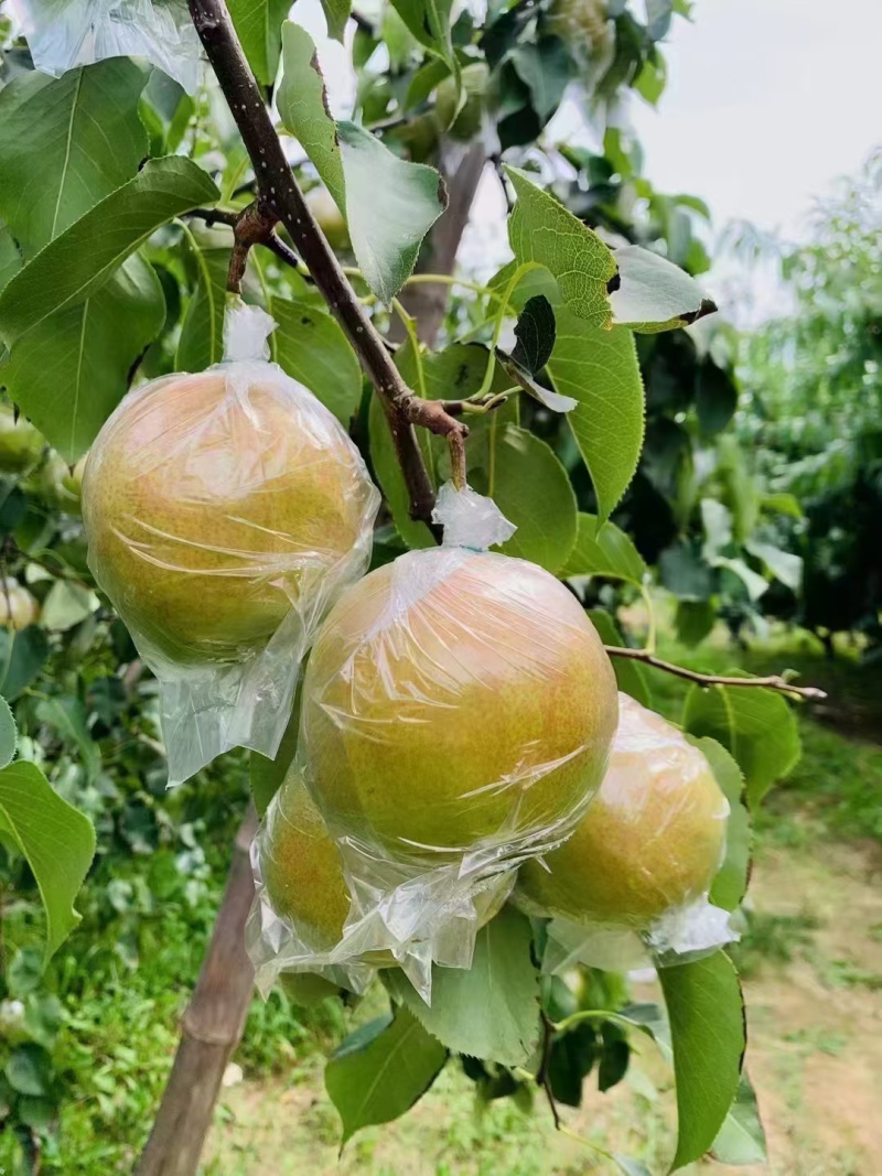 万荣临猗冷库大量雨露香梨货源充足。欢迎新老客户视频看货。