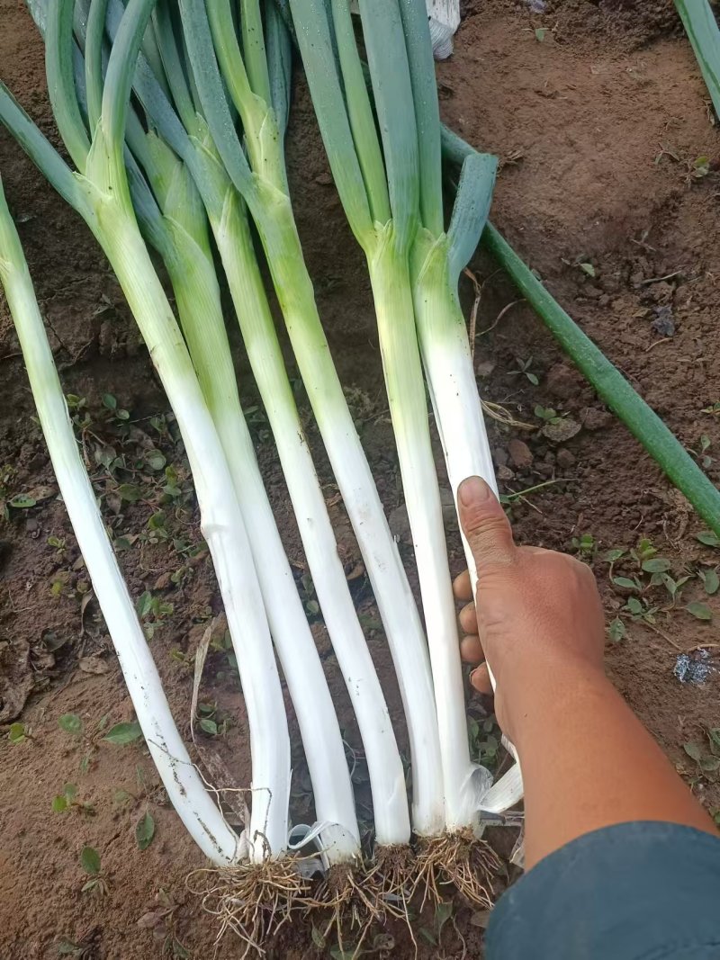 长白葱大量上市