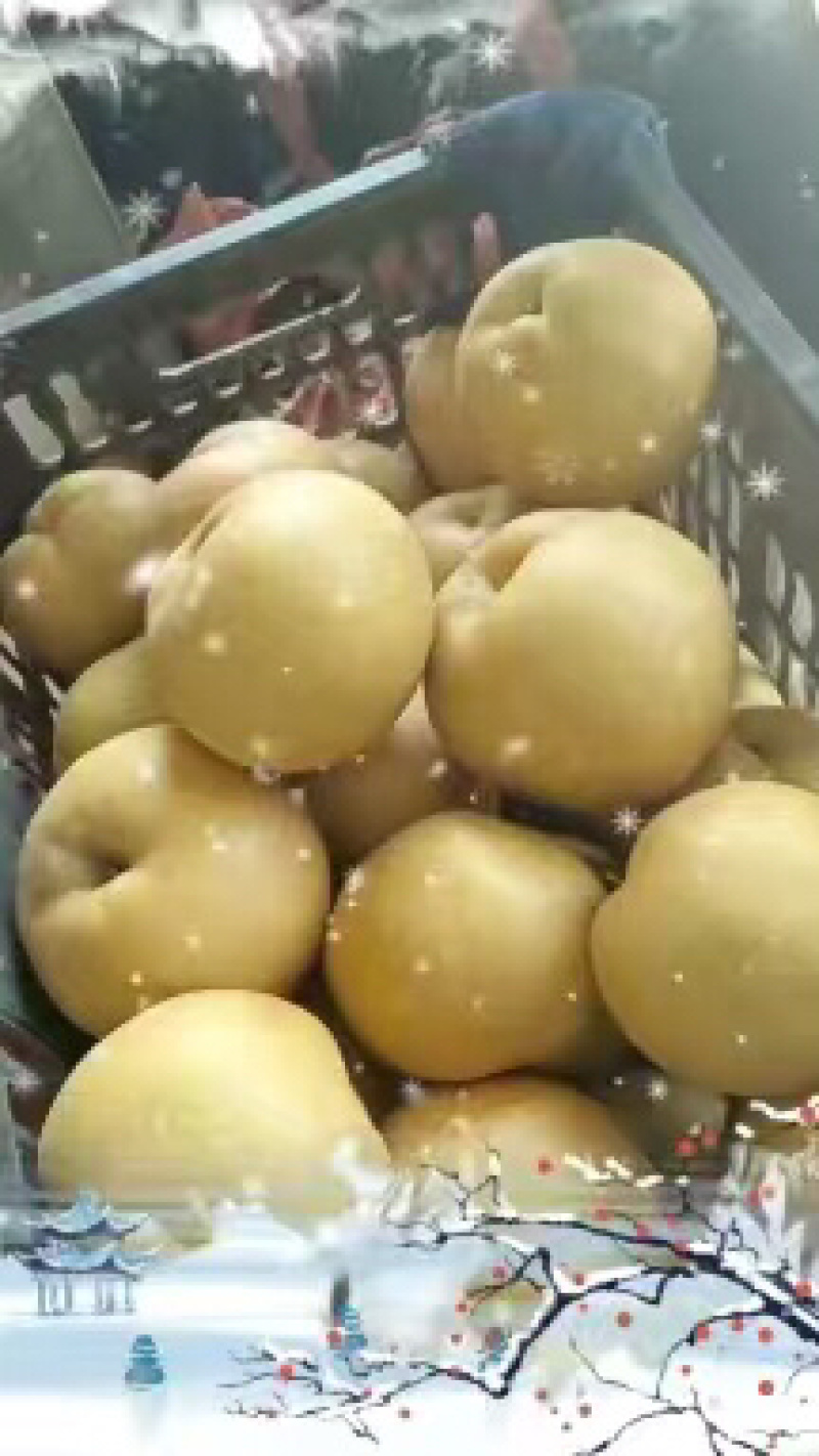 晚秋黄梨一斤以上特大果，个个精品。恒温库储存，常年供货