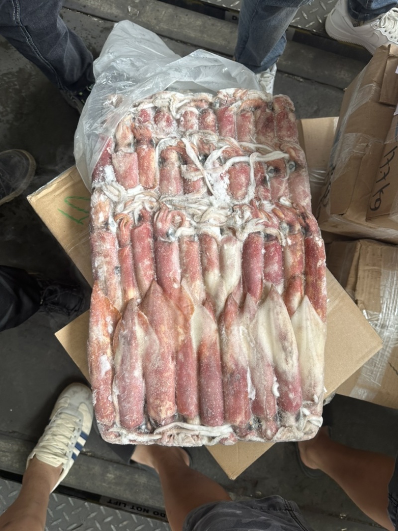 围网5号桥牌东山小管鱿鱼笔管