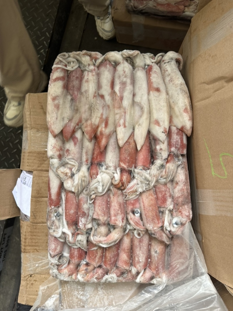 围网5号桥牌东山小管鱿鱼笔管