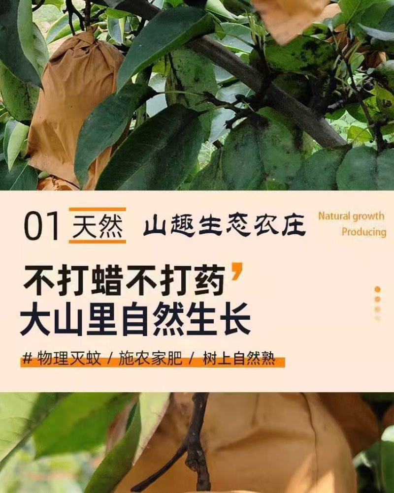晚秋黄梨一斤以上特大果，个个精品。恒温库储存，常年供货