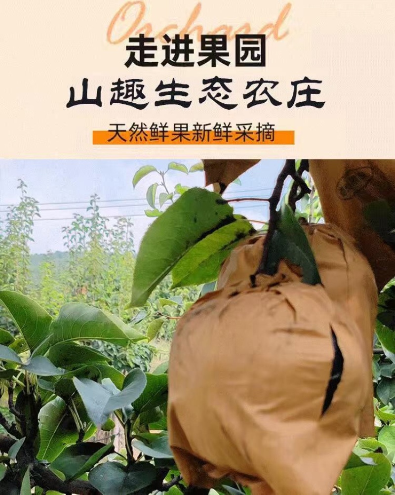 晚秋黄梨一斤以上特大果，个个精品。恒温库储存，常年供货