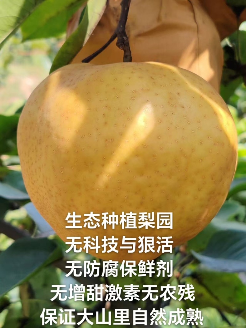 晚秋黄梨一斤以上特大果，个个精品。恒温库储存，常年供货