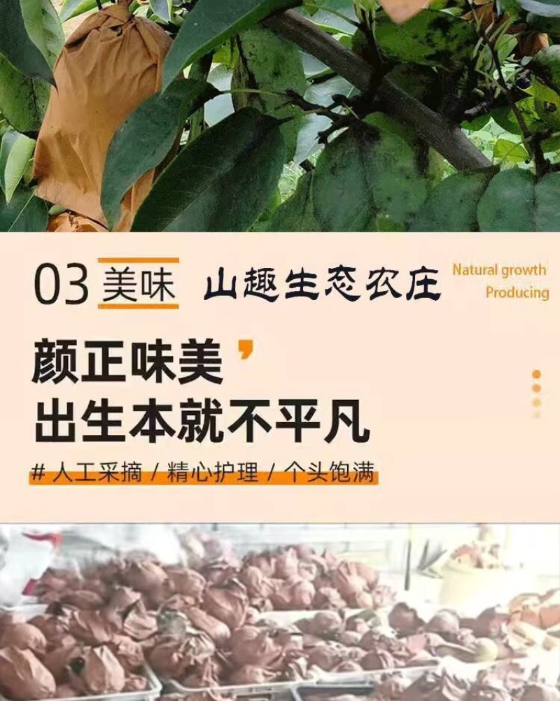 晚秋黄梨一斤以上特大果，个个精品。恒温库储存，常年供货
