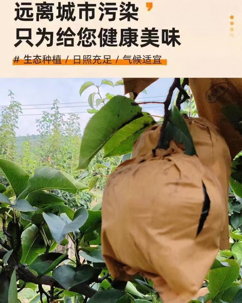 晚秋黄梨一斤以上特大果，个个精品。恒温库储存，常年供货