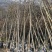 枫香树苗江西枫香树苗基地直发量大从优欢迎咨询