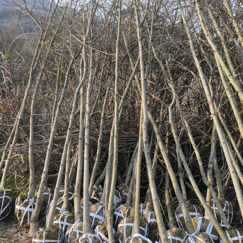 枫香树苗江西枫香树苗基地直发量大从优欢迎咨询