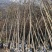 枫香树苗江西枫香树苗基地直发量大从优欢迎咨询