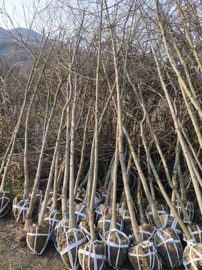 枫香树苗江西枫香树苗基地直发量大从优欢迎咨询