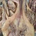 【腊肉】