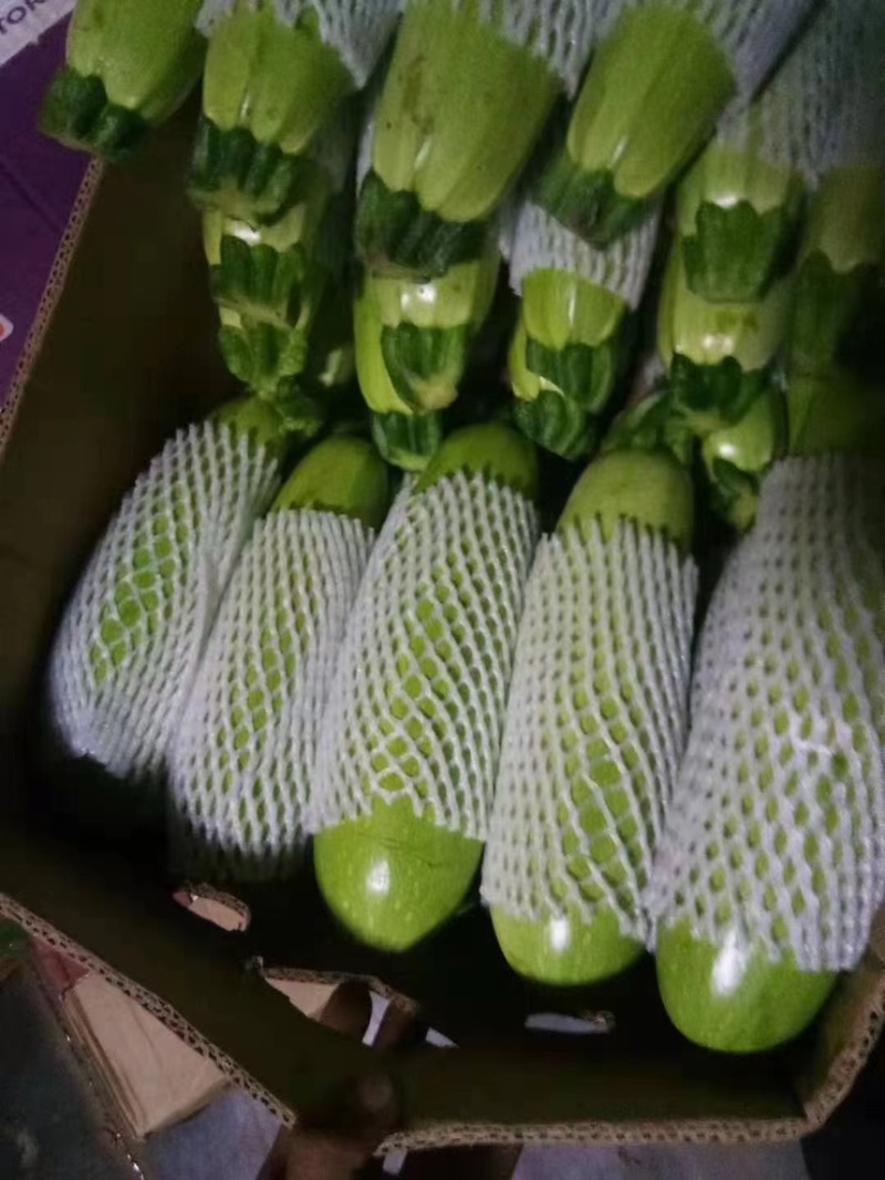 连云港绿皮西葫芦