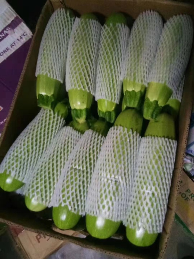 连云港绿皮西葫芦