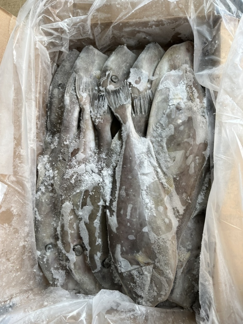 马面鱼700/1000