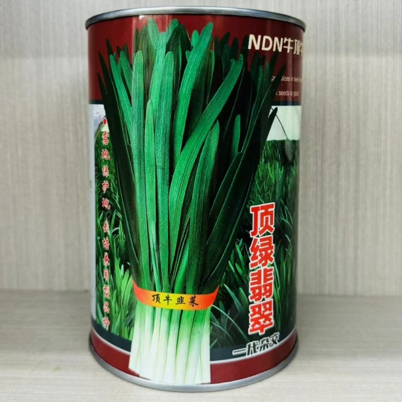 顶绿翡翠韭菜品种，不休眠，叶绿，高产品种，种子