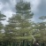 锦叶榄仁10-18公分现货低价出售