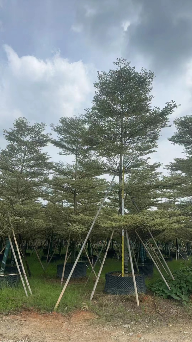 锦叶榄仁10-18公分现货低价出售