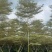 锦叶榄仁10-18公分现货低价出售