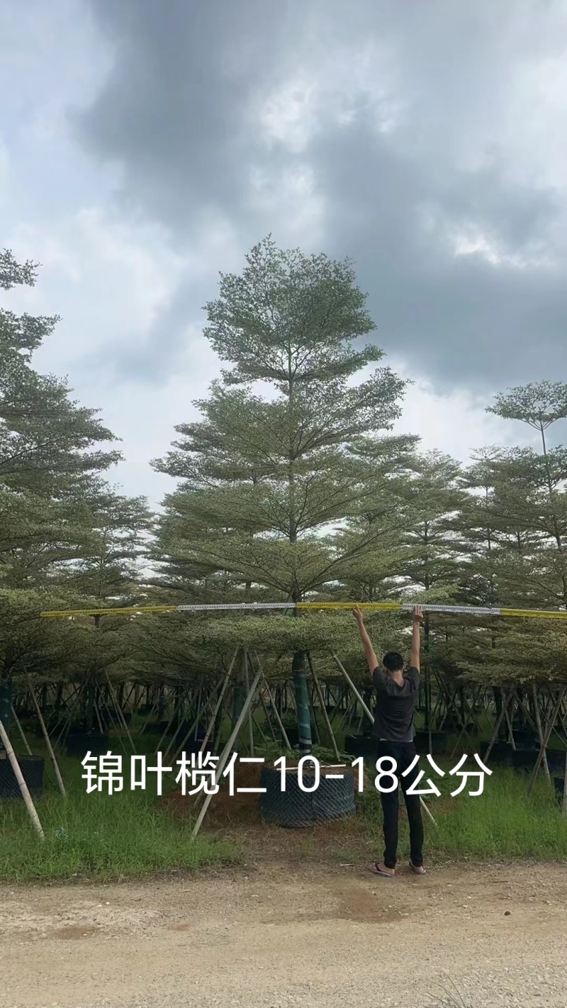 锦叶榄仁10-18公分现货低价出售