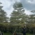 锦叶榄仁10-18公分现货低价出售