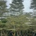 锦叶榄仁10-18公分现货低价出售