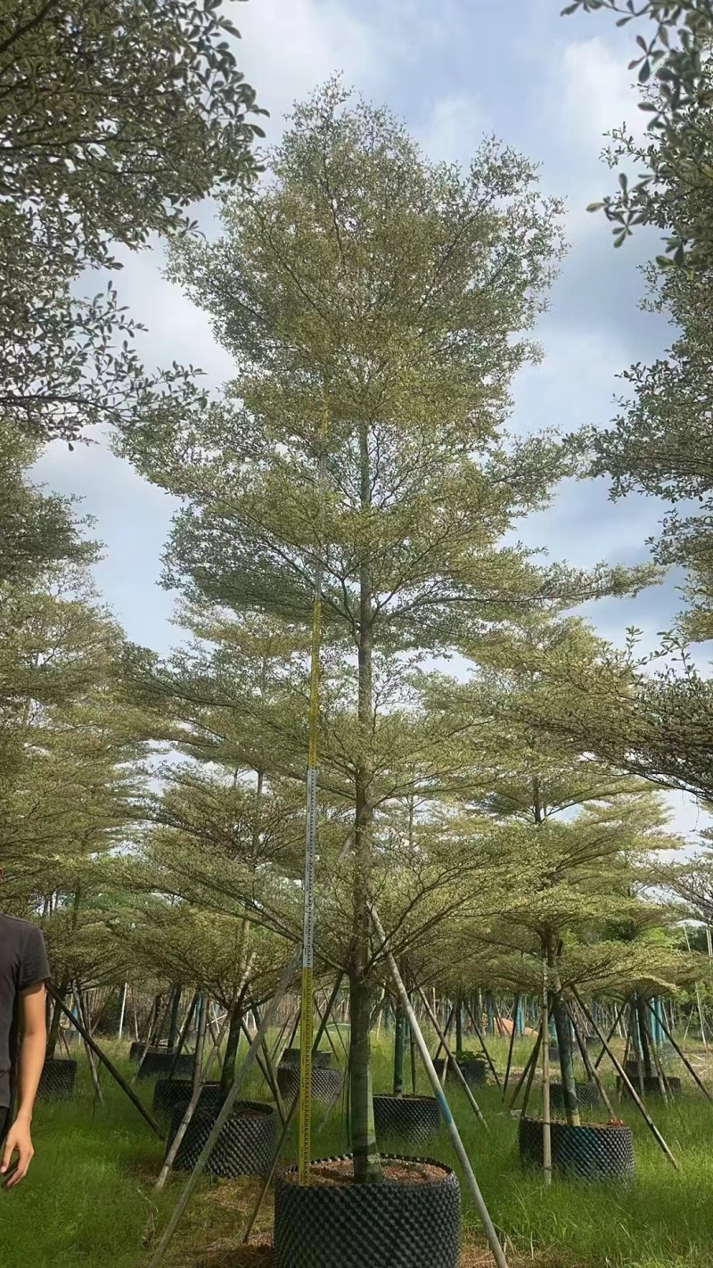 锦叶榄仁10-18公分现货低价出售