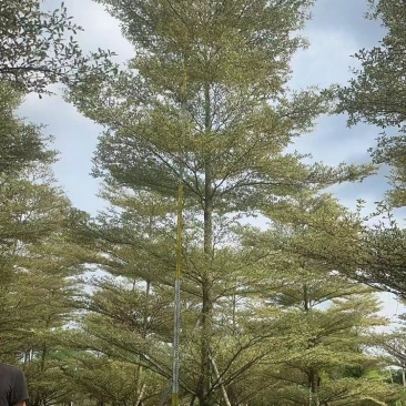 锦叶榄仁10-18公分现货低价出售