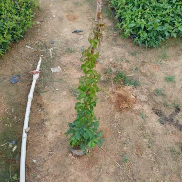 1米高爬山虎现货低价出售