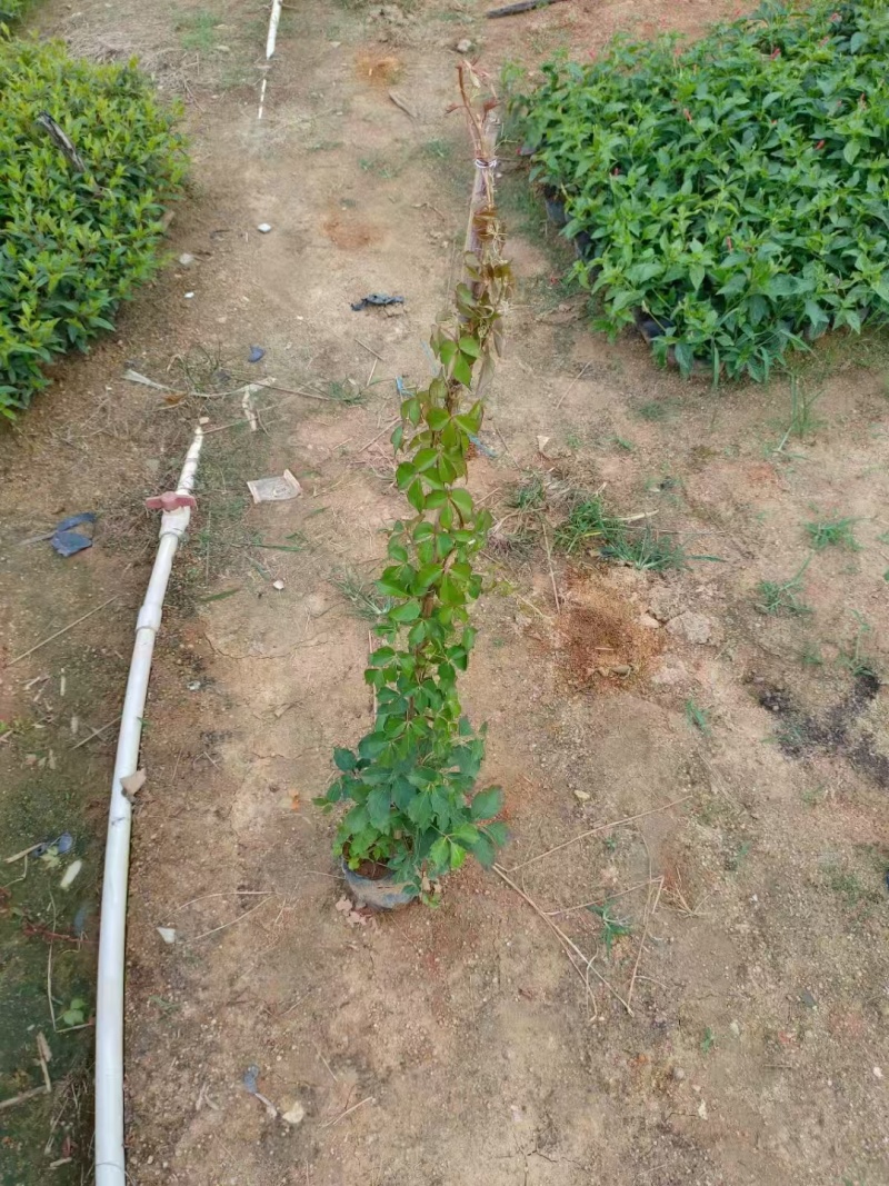 1米高爬山虎现货低价出售