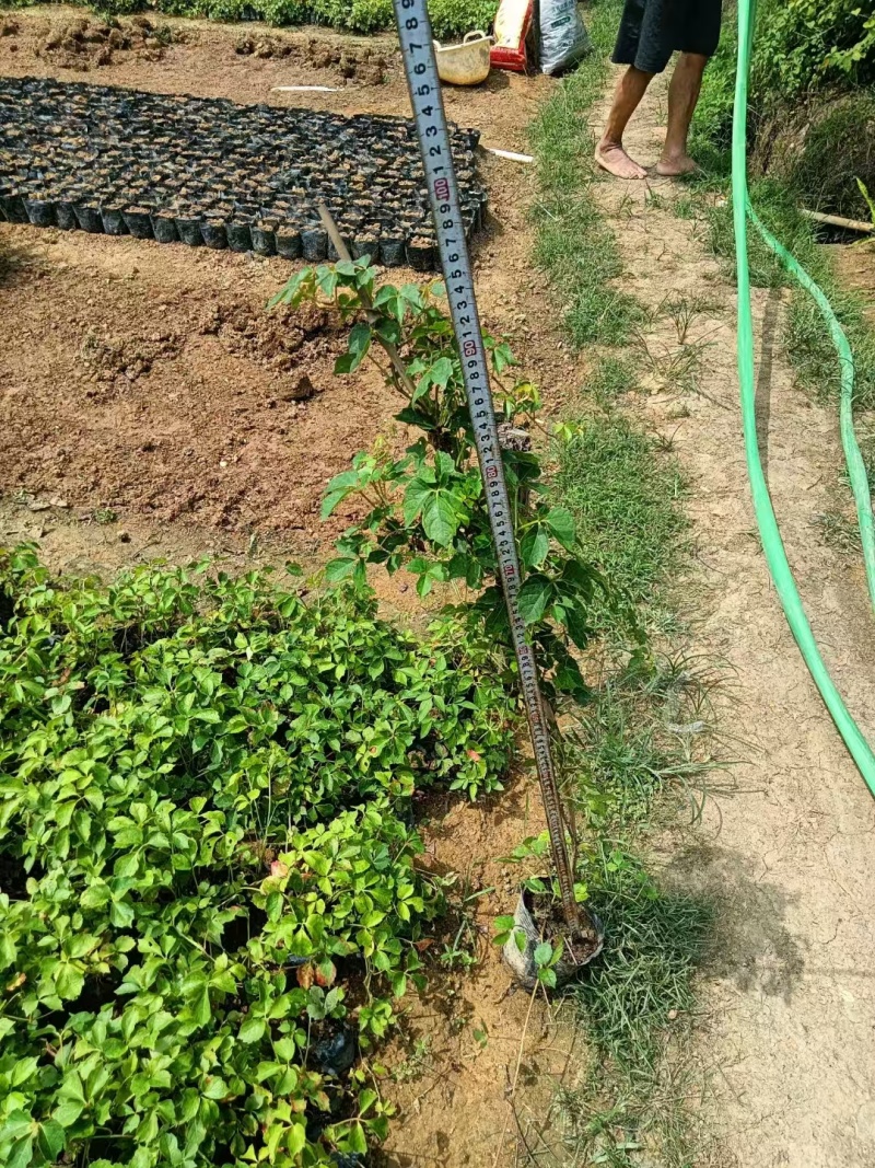 1米高爬山虎现货低价出售