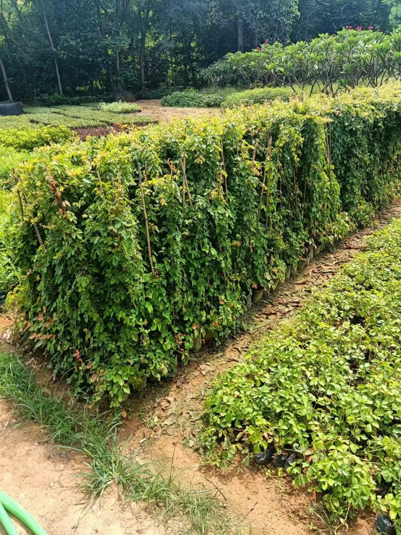 1米高爬山虎现货低价出售