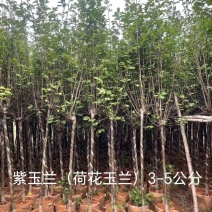 紫花玉兰（荷花玉兰）现货低价出售