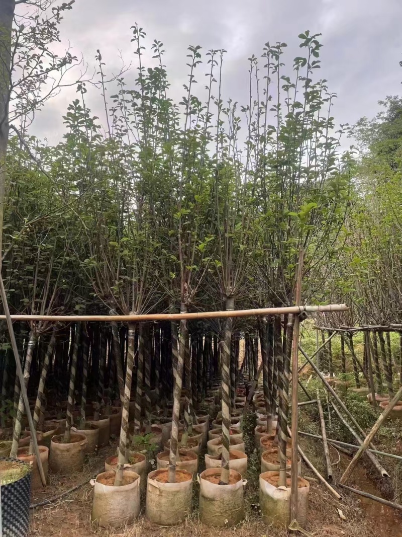 紫花玉兰（荷花玉兰）现货低价出售
