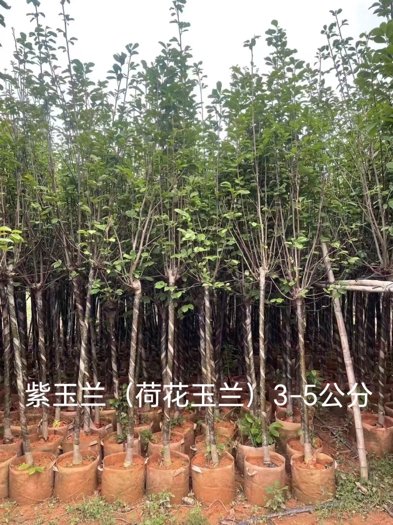 紫花玉兰（荷花玉兰）现货低价出售