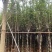 紫花玉兰（荷花玉兰）现货低价出售