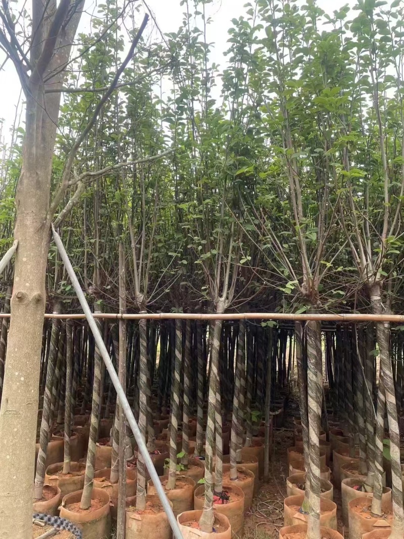 紫花玉兰（荷花玉兰）现货低价出售