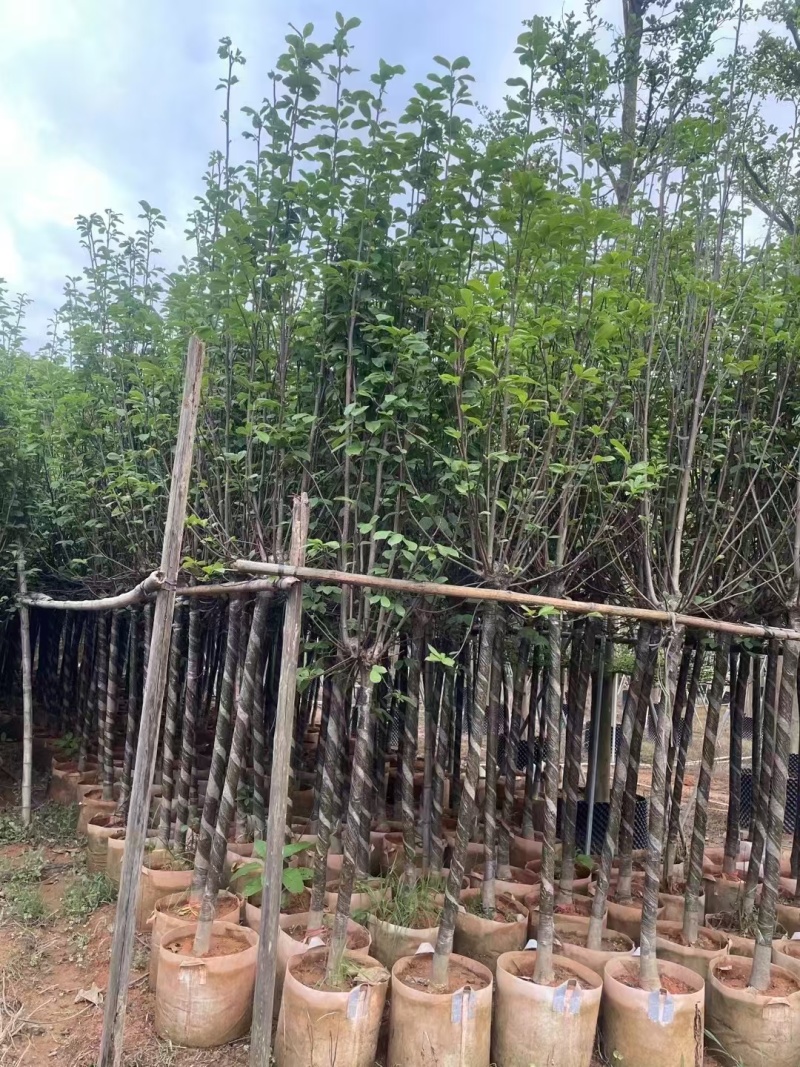 紫花玉兰（荷花玉兰）现货低价出售