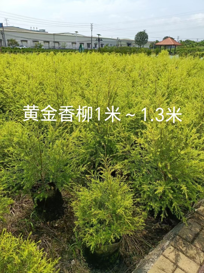 黄金香柳1米～1.3米，现货低价出售