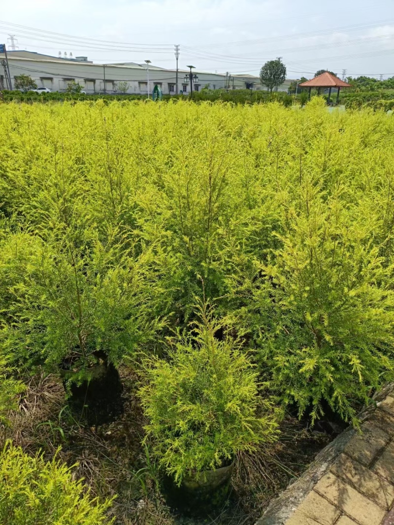 黄金香柳1米～1.3米，现货低价出售
